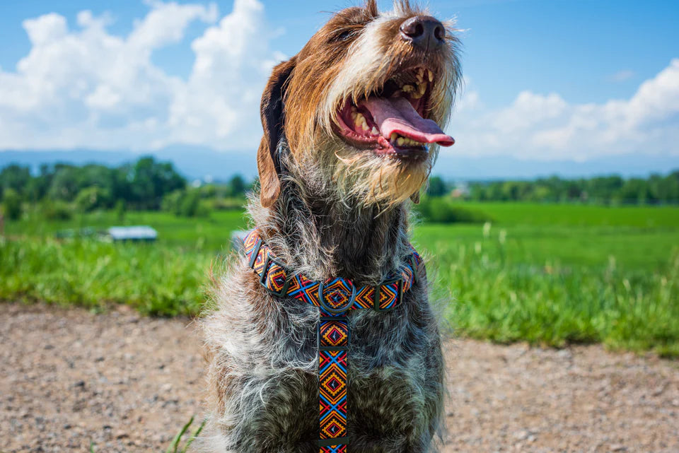 Wingo Dog Harness