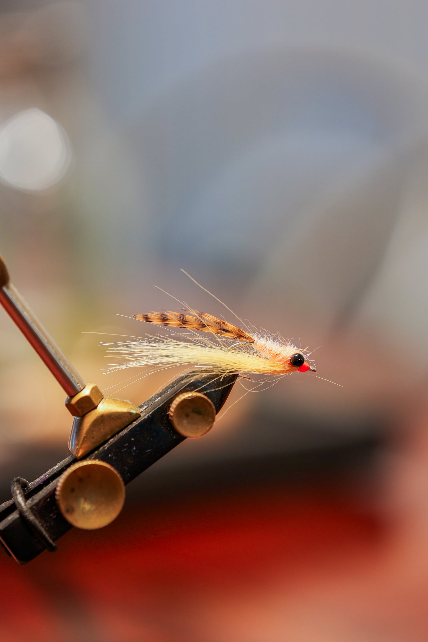 BT Ginger Snap Shrimp