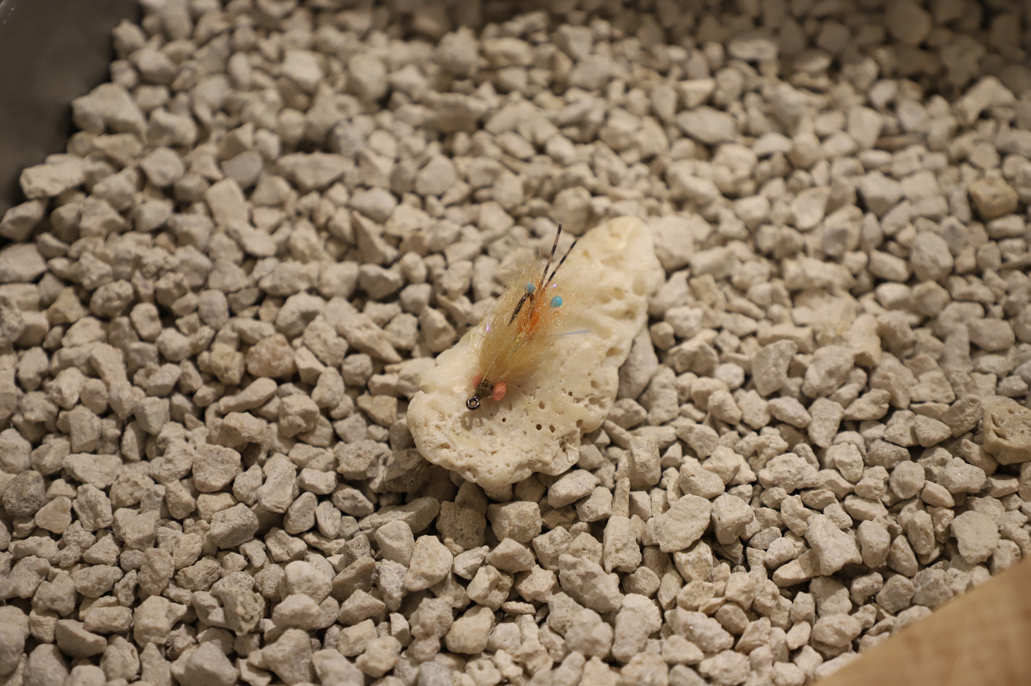 Baudoux Spawning Permit Shrimp