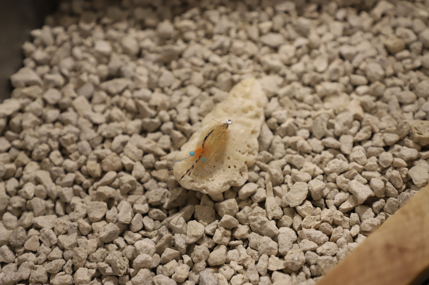 Baudoux Spawning Permit Shrimp