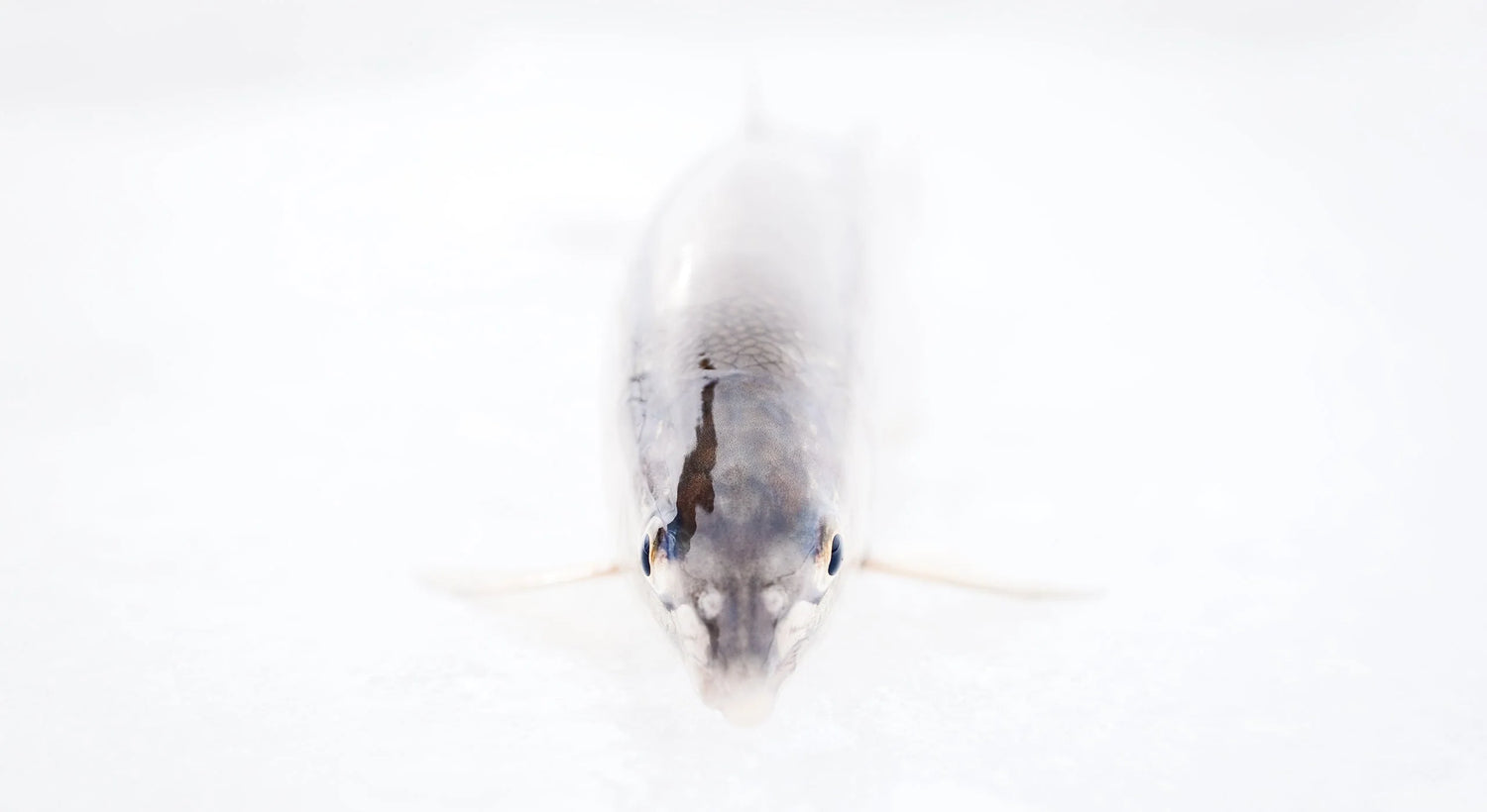The Flyfish Journal