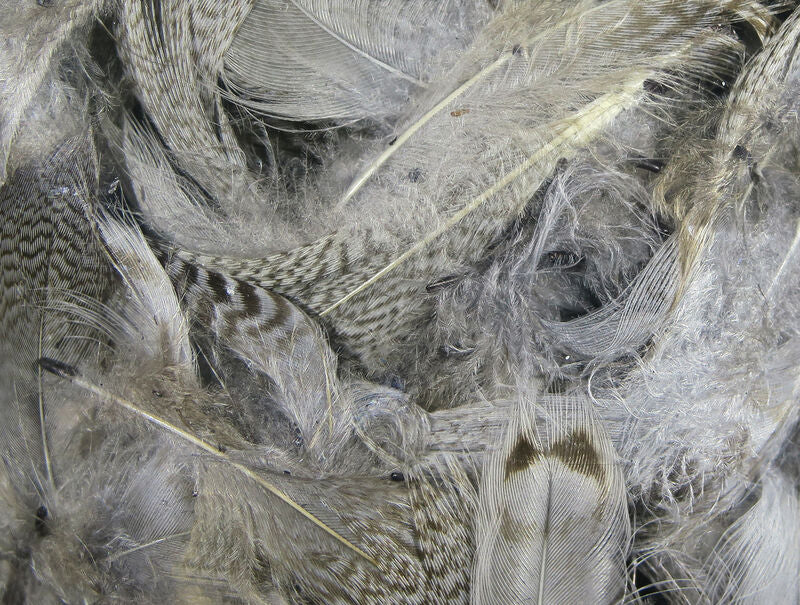 HARELINE UV2 Mallard Flank