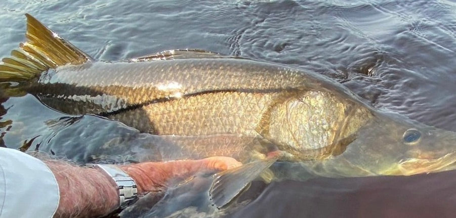 Snook Flies