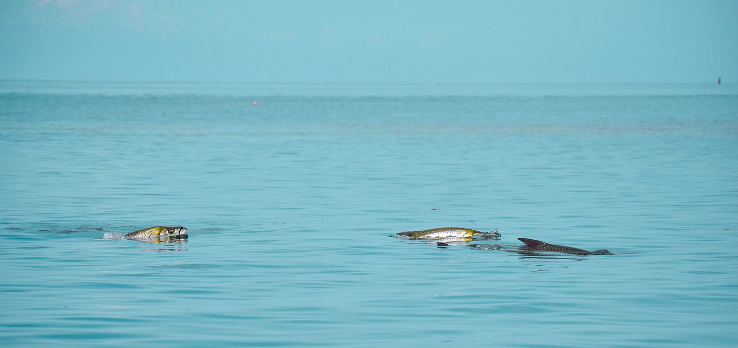 Tarpon Flies